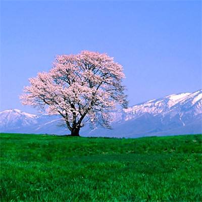 魔唤bt版下载
